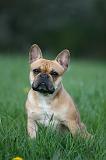 BOULEDOGUE FRANCAIS 1014